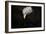 Shadow Hunter Bald Eagle-Jai Johnson-Framed Giclee Print