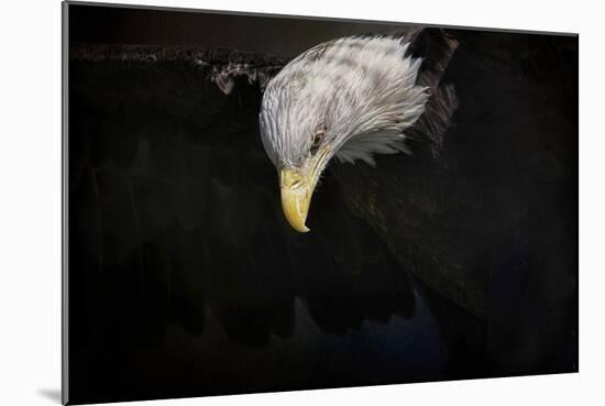 Shadow Hunter Bald Eagle-Jai Johnson-Mounted Giclee Print