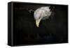 Shadow Hunter Bald Eagle-Jai Johnson-Framed Stretched Canvas