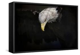 Shadow Hunter Bald Eagle-Jai Johnson-Framed Stretched Canvas