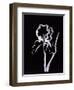 Shadow Iris-Susan Gillette-Framed Giclee Print