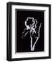 Shadow Iris-Susan Gillette-Framed Giclee Print