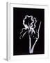 Shadow Iris-Susan Gillette-Framed Giclee Print