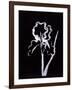 Shadow Iris-Susan Gillette-Framed Giclee Print