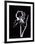 Shadow Iris-Susan Gillette-Framed Giclee Print