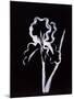 Shadow Iris-Susan Gillette-Mounted Giclee Print