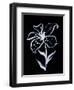 Shadow Lily-Susan Gillette-Framed Giclee Print