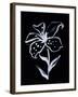 Shadow Lily-Susan Gillette-Framed Giclee Print