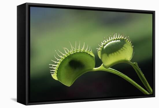 Shadow of a Fly Caught by Venus Fly Trap-W. Perry Conway-Framed Stretched Canvas