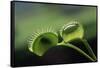 Shadow of a Fly Caught by Venus Fly Trap-W. Perry Conway-Framed Stretched Canvas