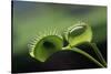 Shadow of a Fly Caught by Venus Fly Trap-W. Perry Conway-Stretched Canvas