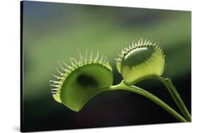 Shadow of a Fly Caught by Venus Fly Trap-W. Perry Conway-Stretched Canvas