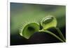 Shadow of a Fly Caught by Venus Fly Trap-W. Perry Conway-Framed Photographic Print