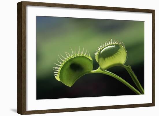 Shadow of a Fly Caught by Venus Fly Trap-W. Perry Conway-Framed Photographic Print