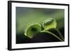 Shadow of a Fly Caught by Venus Fly Trap-W. Perry Conway-Framed Photographic Print