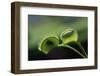 Shadow of a Fly Caught by Venus Fly Trap-W. Perry Conway-Framed Photographic Print