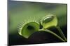 Shadow of a Fly Caught by Venus Fly Trap-W. Perry Conway-Mounted Photographic Print