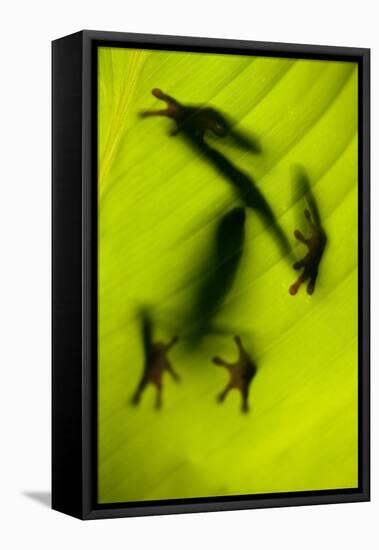 Shadow of a Tree Frog on a Leaf in Costa Rica-Paul Souders-Framed Stretched Canvas