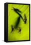 Shadow of a Tree Frog on a Leaf in Costa Rica-Paul Souders-Framed Stretched Canvas