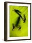 Shadow of a Tree Frog on a Leaf in Costa Rica-Paul Souders-Framed Photographic Print