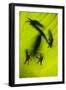 Shadow of a Tree Frog on a Leaf in Costa Rica-Paul Souders-Framed Photographic Print