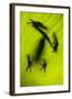 Shadow of a Tree Frog on a Leaf in Costa Rica-Paul Souders-Framed Photographic Print