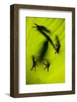 Shadow of a Tree Frog on a Leaf in Costa Rica-Paul Souders-Framed Photographic Print