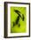 Shadow of a Tree Frog on a Leaf in Costa Rica-Paul Souders-Framed Photographic Print