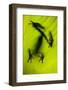 Shadow of a Tree Frog on a Leaf in Costa Rica-Paul Souders-Framed Photographic Print