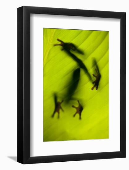 Shadow of a Tree Frog on a Leaf in Costa Rica-Paul Souders-Framed Photographic Print