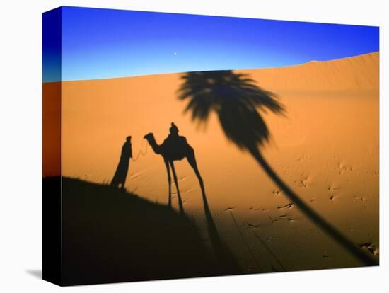 Shadow of Camel and Palm Tree-Martin Harvey-Stretched Canvas