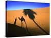 Shadow of Camel and Palm Tree-Martin Harvey-Stretched Canvas