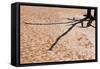 Shadow on Cracked Mud-Grobler du Preez-Framed Stretched Canvas