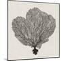 Shadow Sea Fan I-Grace Popp-Mounted Art Print