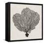 Shadow Sea Fan I-Grace Popp-Framed Stretched Canvas