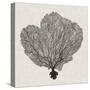 Shadow Sea Fan I-Grace Popp-Stretched Canvas