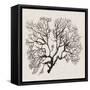 Shadow Sea Fan III-Grace Popp-Framed Stretched Canvas