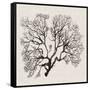 Shadow Sea Fan III-Grace Popp-Framed Stretched Canvas