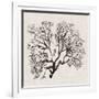 Shadow Sea Fan III-Grace Popp-Framed Art Print