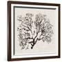 Shadow Sea Fan III-Grace Popp-Framed Art Print