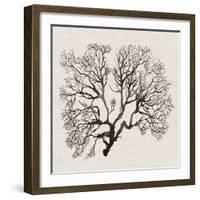 Shadow Sea Fan III-Grace Popp-Framed Art Print