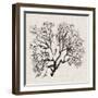 Shadow Sea Fan III-Grace Popp-Framed Art Print