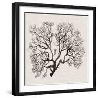 Shadow Sea Fan III-Grace Popp-Framed Art Print