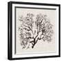 Shadow Sea Fan III-Grace Popp-Framed Art Print