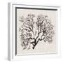 Shadow Sea Fan III-Grace Popp-Framed Art Print