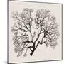 Shadow Sea Fan III-Grace Popp-Mounted Art Print