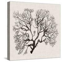 Shadow Sea Fan III-Grace Popp-Stretched Canvas