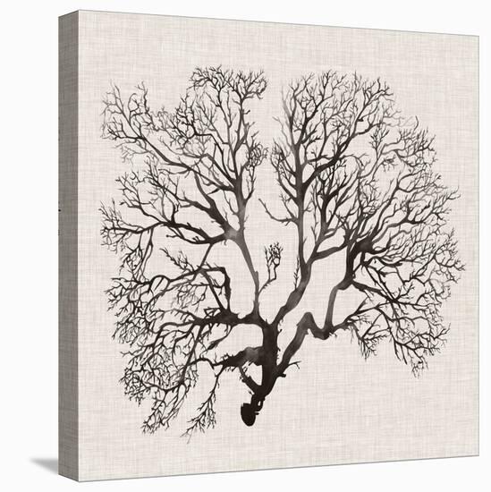 Shadow Sea Fan III-Grace Popp-Stretched Canvas