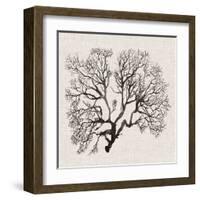 Shadow Sea Fan III-Grace Popp-Framed Art Print