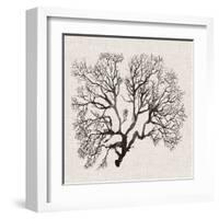 Shadow Sea Fan III-Grace Popp-Framed Art Print